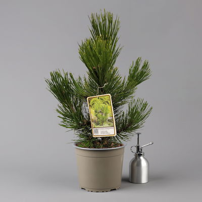 Kompakte Schlangenhaut-Kiefer 'Den Ouden', Höhe 30-40 cm, Topf 4 Liter, 2er-Set