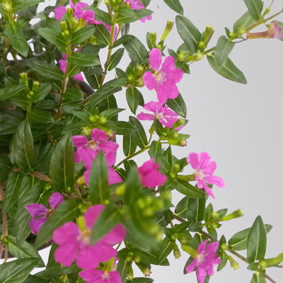 Japanische Scheinmyrte, rot, Topf-Ø 11 cm, 6 Pflanzen