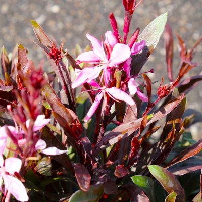 Kölles Beste Prachtkerze pink, 3 Liter Topf Kölles Beste Prachtkerze pink, 3 Liter Topf