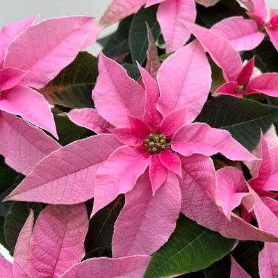 Bio Herbsttern, Euphorbia 'Princettia'®, hellrosa, Topf-Ø 17 cm