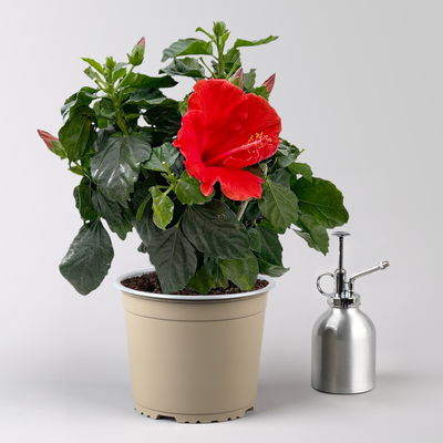 Hibiskus, rot, Busch, Topf-Ø 17 cm, 2 Pflanzen