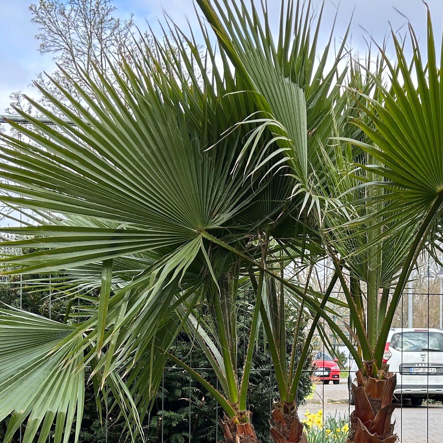 Washingtonia robusta, Multistamm, Topf 100 Liter