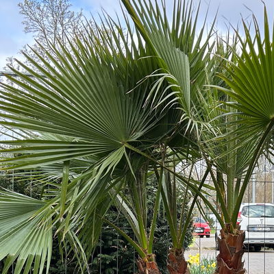 Washingtonia robusta, Multistamm, Topf 100 Liter