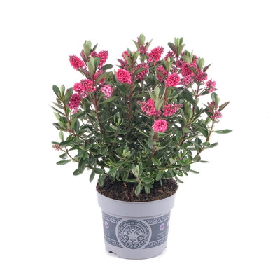 Hebe 'All Blooms®', rosa, Topf-Ø 12 cm, 3 Pflanzen