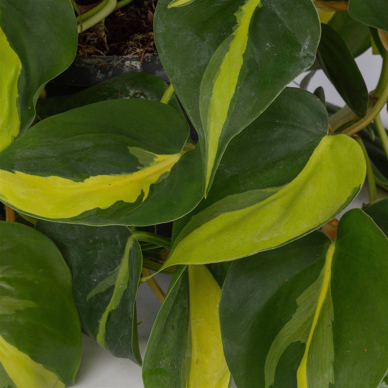 Philodendron 'Brasil', in Blumenampel, Topf-Ø 18 cm