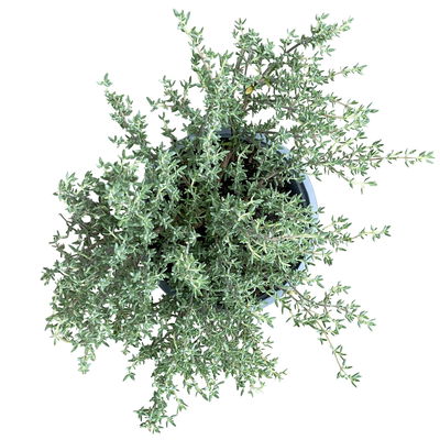 Bio Orangenthymian, Topf-Ø 12cm Bio Orangenthymian, Topf-Ø 12cm