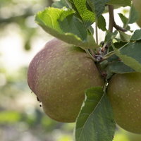 Kölle Bio Apfel 'Roter Boskoop' Unterlage M 26, Höhe 125/150, Topf 10 Liter Kölle Bio Apfel 'Roter Boskoop' Unterlage M 26, Höhe 125/150, Topf 10 Liter