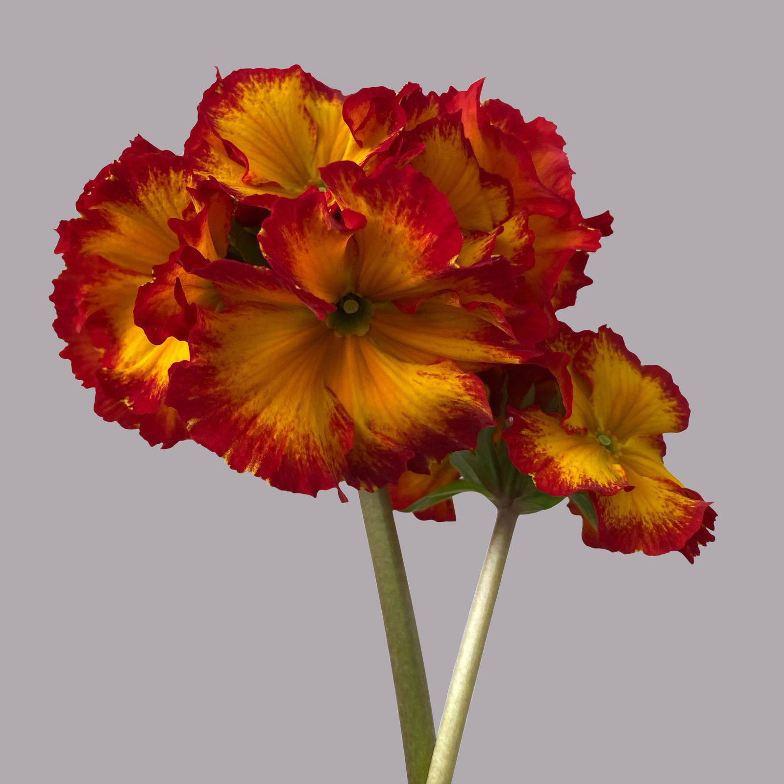 Hohe Schlüsselblume 'Inara® Fire' rot-gelb, Topf-Ø 13 cm, 6er-Set