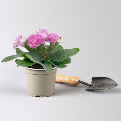 Grabbepflanzung Frühling rosa-weiß, 12 Pflanzen Grabbepflanzung Frühling rosa-weiß, 12 Pflanzen