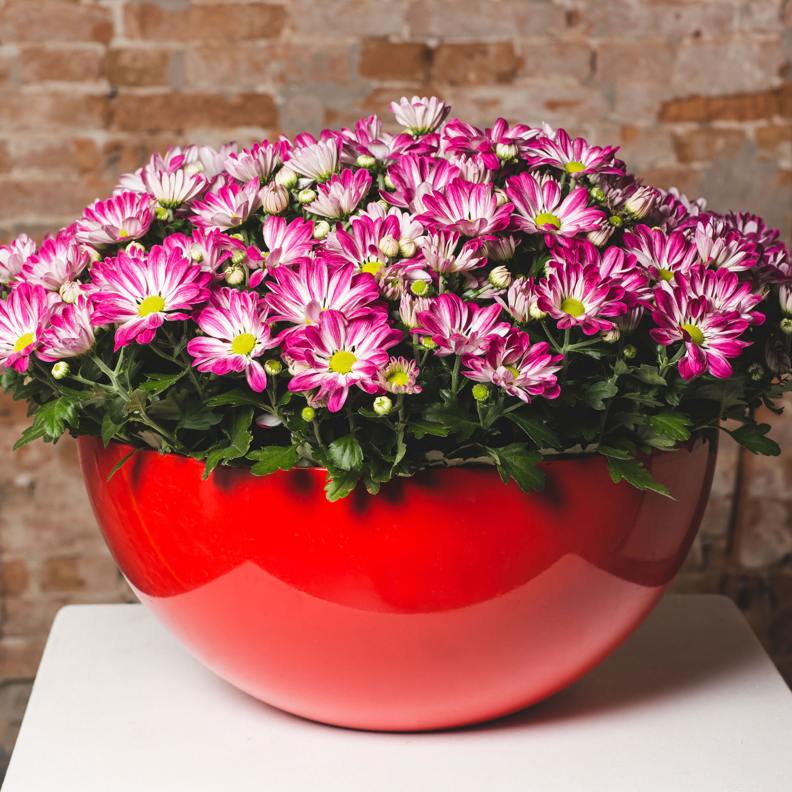 Chrysanthemen 'Rainbow Passion' pink-weiß, Topf-Ø 14 cm, 4 Pflanzen