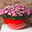 Chrysanthemen 'Rainbow Passion' pink-weiß, Topf-Ø 14 cm, 4 Pflanzen