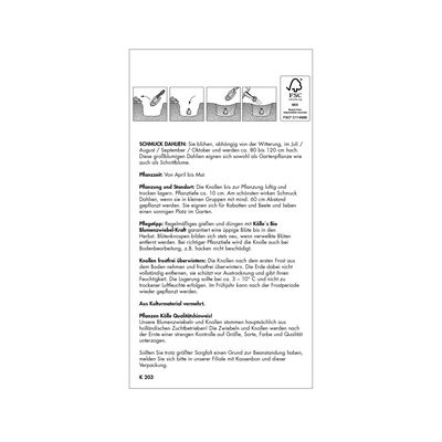 Schmuck-Dahlie 'Noordwijks Glorie' orange, 1 Blumenknolle