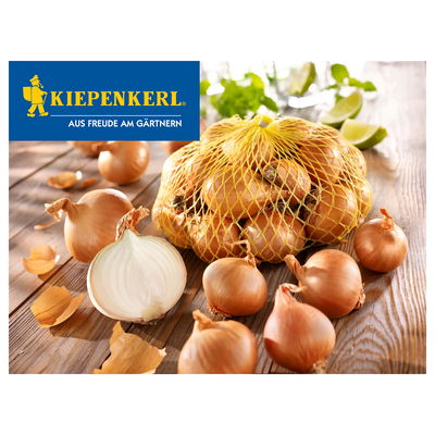Kiepenkerl Schalotten 'Golden Gourmet®', gelb, 400 g