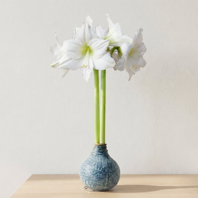 Amaryllis in Wachs XL, Dekor 'Marble Blue', Blüte weiß Amaryllis in Wachs XL, Dekor 'Marble Blue', Blüte weiß