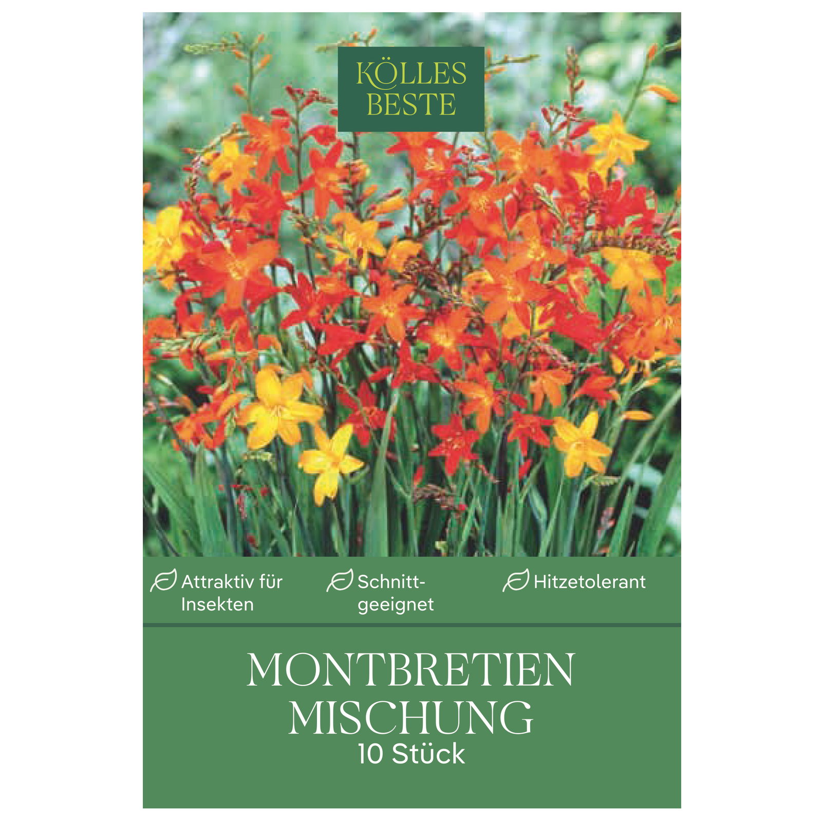 Kölles Beste Montbretien Mischung, 10 Blumenknollen