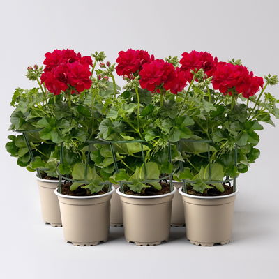 Geranie 'Medio Karolina Dark Red' rot, hängend, Topf-Ø 13 cm, 6er-Set