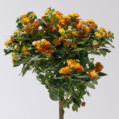 Wandelröschen, orange, Stamm, Topf-Ø 17 cm, Höhe ca. 60 cm