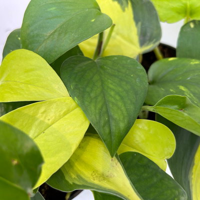 Efeutute 'Trio', grün-gelb, Topf-Ø 12 cm, 2 Pflanzen, inkl. Keramiktopf