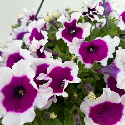 Petunie 'Cascadias™ Rim Cherry', magenta-weiß, hängend, Ampeltopf-Ø 27 cm