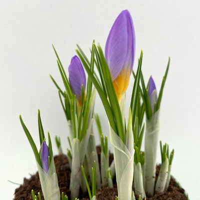 Wildkrokus, lila, Topf-Ø 10,5 cm, 6 Pflanzen