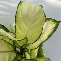 Dieffenbachie 'Camilla', Topf-Ø 17cm, Höhe ca. 50-60 cm, 2 Pflanzen