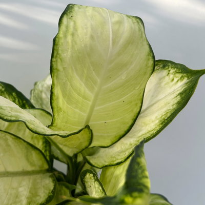 Dieffenbachie 'Camilla', Topf-Ø 17cm, Höhe ca. 50-60 cm, 2 Pflanzen