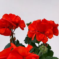 Geranie orangerot, Topf-Ø 13cm, 6 Pflanzen