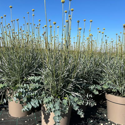 Craspedia & Eukalyptus Duo, gelb & blaugrün, Topf-Ø 27 cm