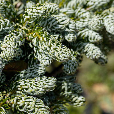 Eissilberne Zwerg-Lockentanne, Höhe 20-25 cm, Topf 3 Liter Eissilberne Zwerg-Lockentanne, Höhe 20-25 cm, Topf 3 Liter