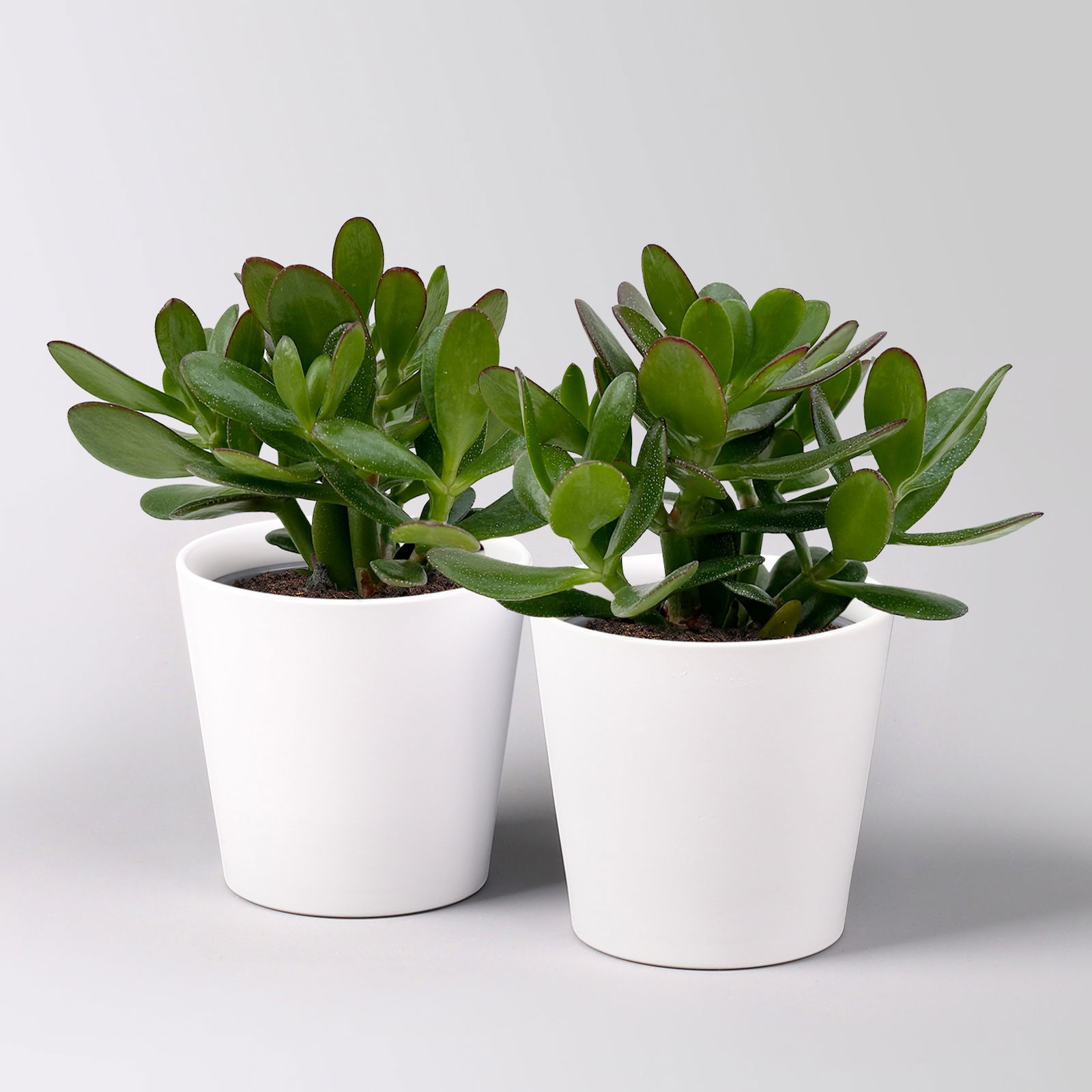 Geldbaum 'Magical Tree', Topf-Ø 12cm, in Keramiktopf weiß, 2 Pflanzen