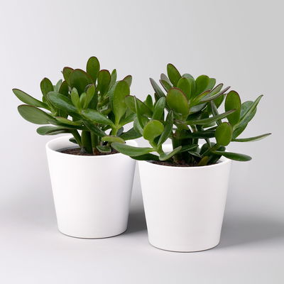 Geldbaum 'Magical Tree', Topf-Ø 12cm, in Keramiktopf weiß, 2 Pflanzen