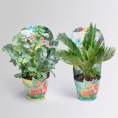 Dino Snack®, Sisko & Timo, Topf-Ø 14 cm, 2 Pflanzen Dino Snack®, Sisko & Timo, Topf-Ø 14 cm, 2 Pflanzen
