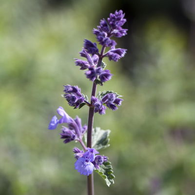 Katzenminze 'Walkers Low', blau, 3 Liter Topf Katzenminze 'Walkers Low', blau, 3 Liter Topf