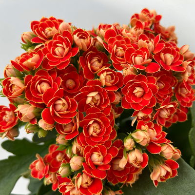 Kalanchoe 'Queen'®, orange, Topf-Ø 14 cm, 3 Pflanzen