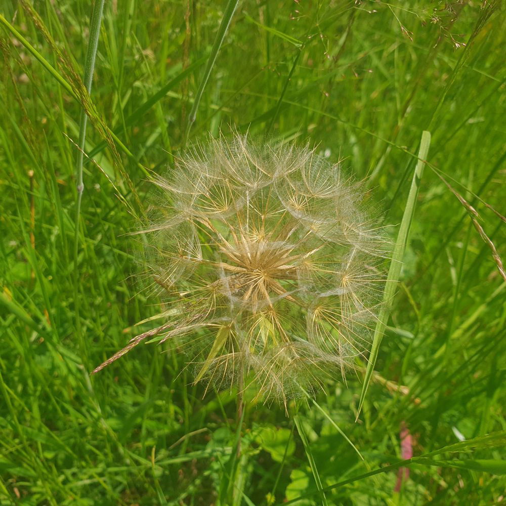 Anzuchtset Riesenpusteblume, gelb