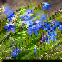 Zwiebelpflanzen-Set Farbenfreude, blau-weiß-gelb, Topf-Ø 10 cm, 9 Pflanzen Zwiebelpflanzen-Set Farbenfreude, blau-weiß-gelb, Topf-Ø 10 cm, 9 Pflanzen