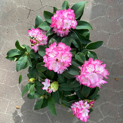 Rhododendron Hybride 'XXL®', rosa-weiß, vorgetrieben, Topf-Ø 19 cm