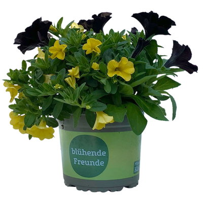Petunie/Zauberglöckchen 'Duo' schwarz-gelb, Topf-Ø 14 cm, 4 Pflanzen