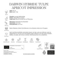 XXL Darwin Hybride Tulpen Apricot Impression rosa/apricot, 7 Blumenzwiebeln XXL Darwin Hybride Tulpen Apricot Impression rosa/apricot, 7 Blumenzwiebeln