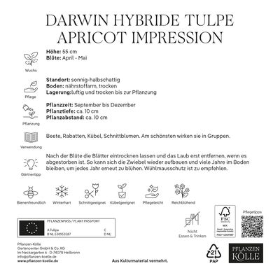 XXL Darwin Hybride Tulpen Apricot Impression rosa/apricot, 7 Blumenzwiebeln XXL Darwin Hybride Tulpen Apricot Impression rosa/apricot, 7 Blumenzwiebeln