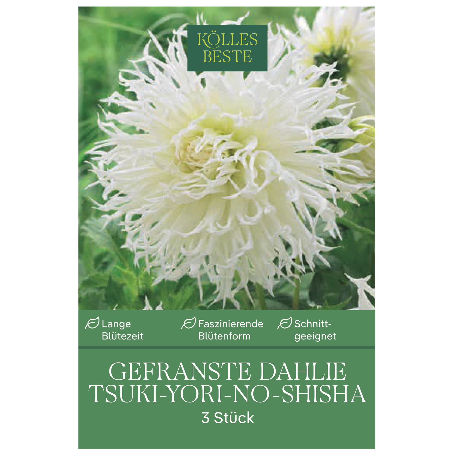 Kölles Beste Dahlie 'Tsuki-Yori-No-Shisha', weiß, 3 Blumenknollen