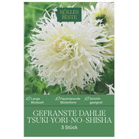 Kölles Beste Dahlie 'Tsuki-Yori-No-Shisha', weiß, 3 Blumenknollen
