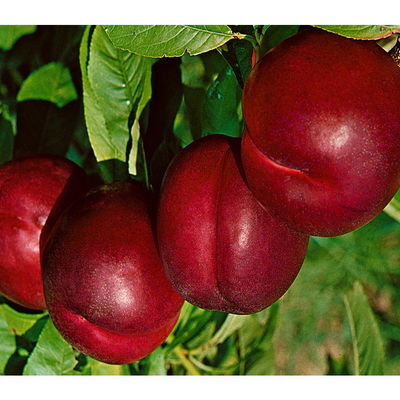 Kölle Bio Nektarine 'Crimson Gold', (St. Julien), Topf 10 Liter Kölle Bio Nektarine 'Crimson Gold', (St. Julien), Topf 10 Liter