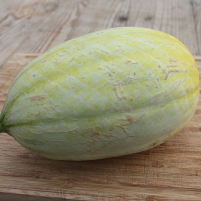 Blu Bio Mangomelone F1, Topf-Ø 12 cm, 3er Set Blu Bio Mangomelone F1, Topf-Ø 12 cm, 3er Set