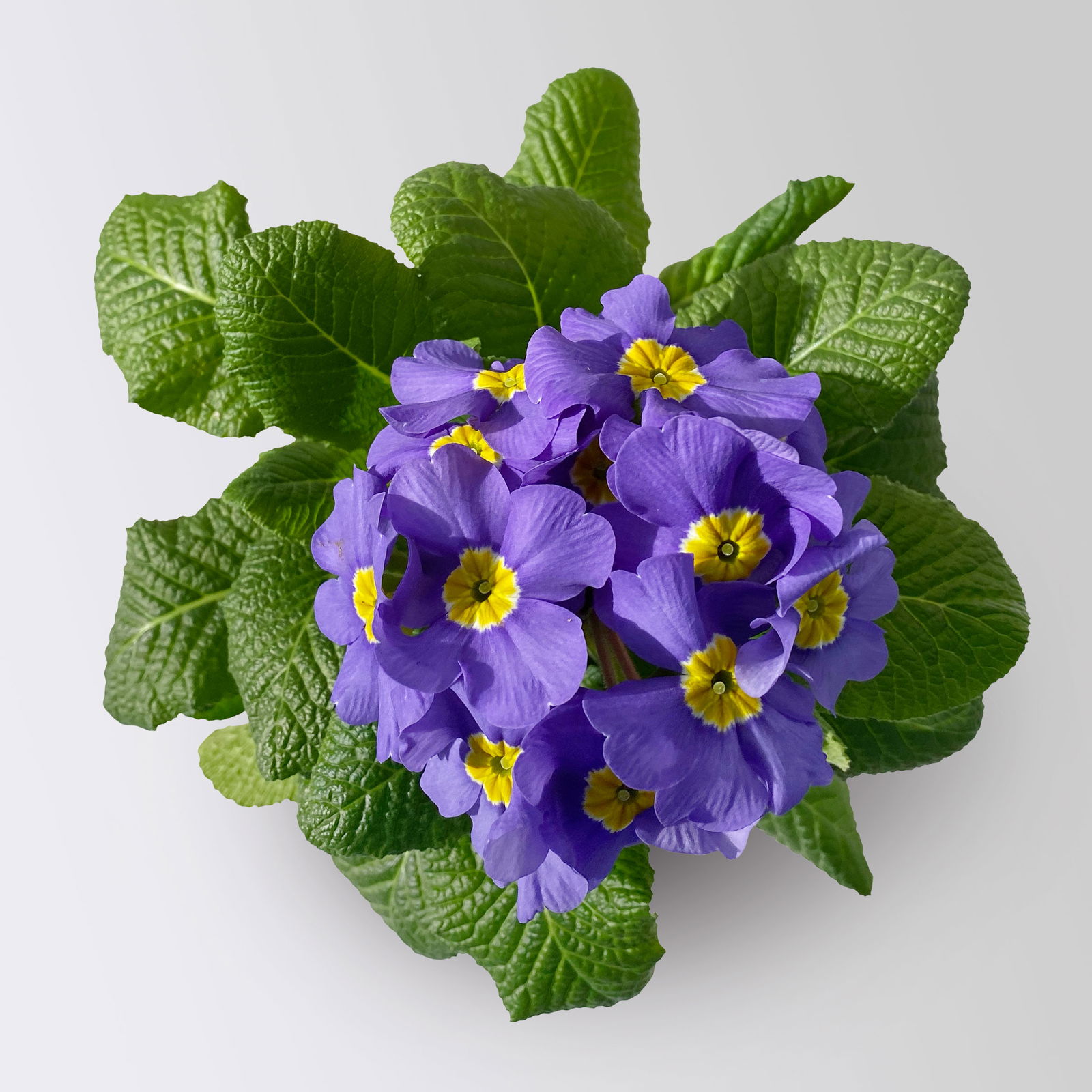 Hohe Schlüsselblume 'Inara® Blue', blau-violett, Topf-Ø 13 cm, 6 Pflanzen Hohe Schlüsselblume 'Inara® Blue', blau-violett, Topf-Ø 13 cm, 6 Pflanzen