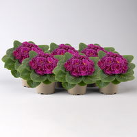 Primel 'PomPom Lilac Picotee' violett, Topf-Ø 12 cm, 6er-Set