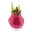 Amaryllis in Wachs XL, Dekor 'Superior Pink', Blüte weiß Amaryllis in Wachs XL, Dekor 'Superior Pink', Blüte weiß
