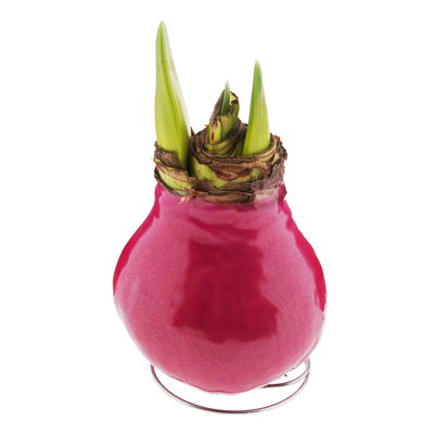 Amaryllis in Wachs XL, Dekor 'Superior Pink', Blüte weiß