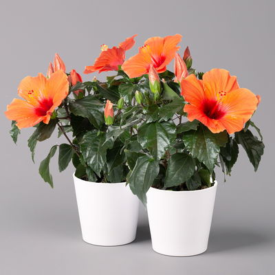 Hibiskus, orange, mit Keramiktopf weiß, Topf-Ø 13 cm, Höhe ca. 35 cm, 2 Pflanzen