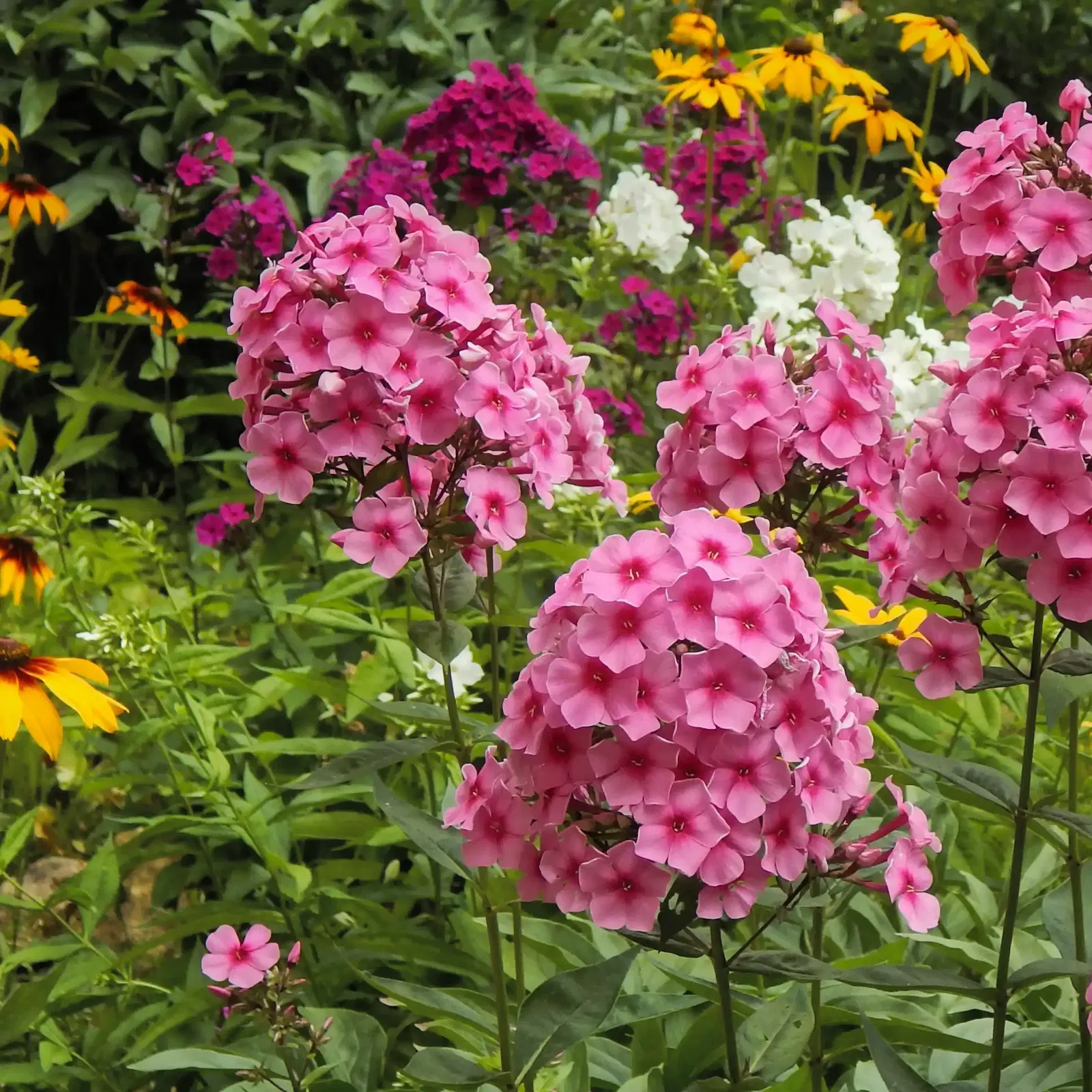 Phlox Stauden